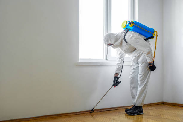 Best Termite Inspection and Treatment  in Rapids, NY